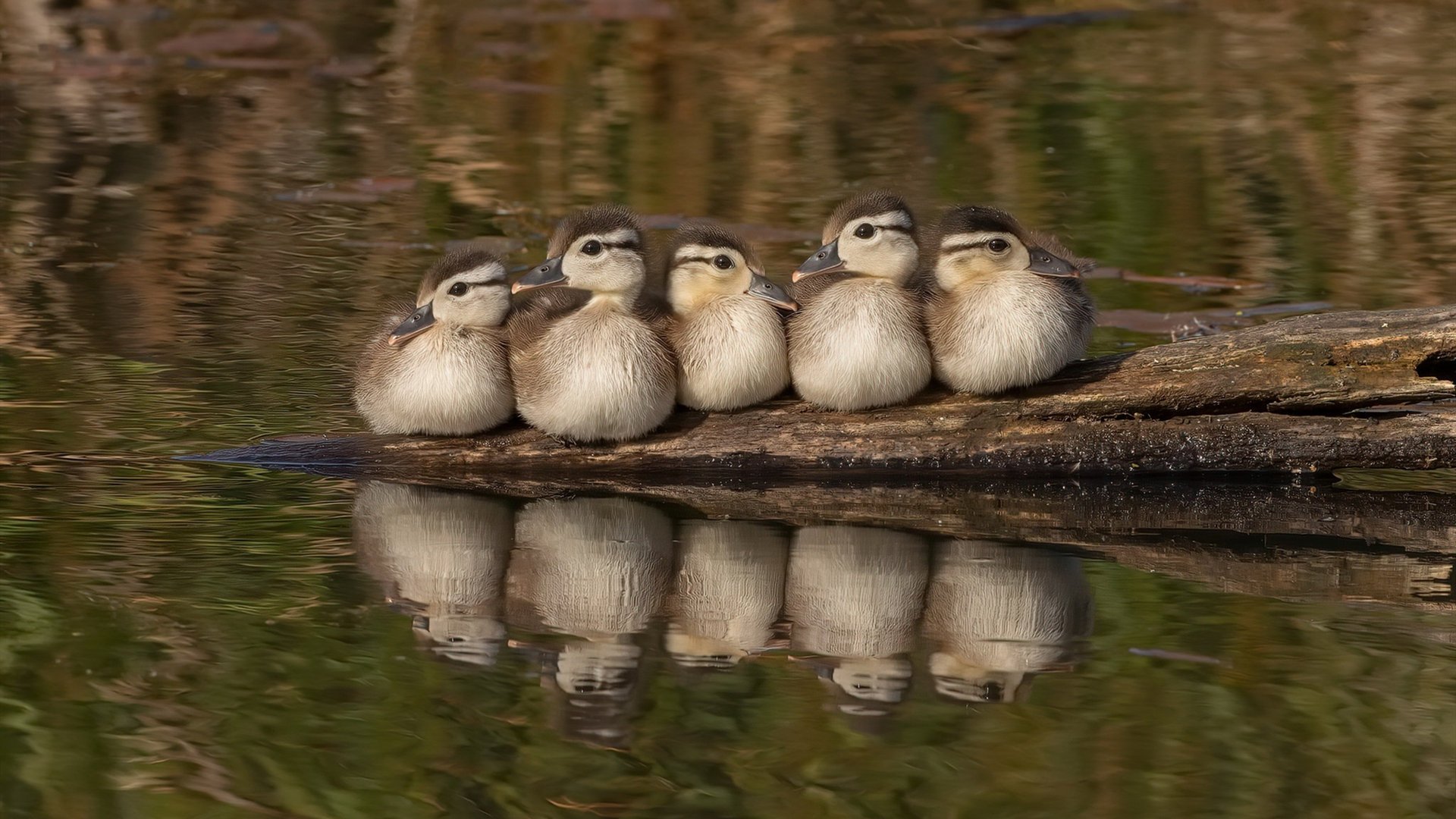 终场哨响前的王权更迭，德布劳内一役封神，切尔西压哨击碎佛罗伦萨的全球排名野望